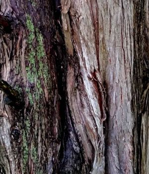 10/28 Old Northern White Cedar Trunk