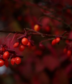 10/30 Berries on Burning Bush