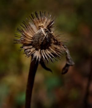 10/31 Seedhead of Black Eyed Susan