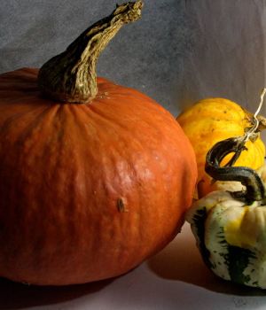 11/1 Striped Gourds