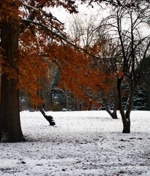 11/13 Oak Holdout