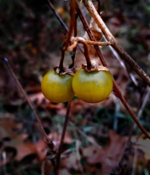 20181123G165022-HorseNettleSeeds-w