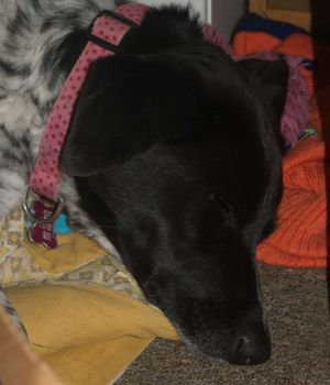 11/24 Dixie on Corner Bed in My Study