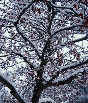 11/27 Snow On Crabapple Tree