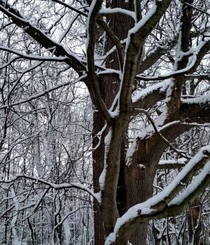 11/29 Most of Trees Still Coated