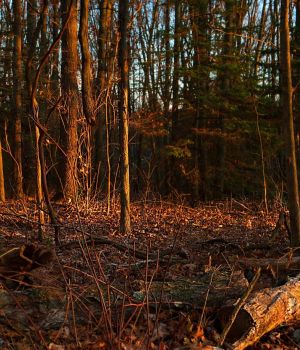 12/8 Beautiful Sunset