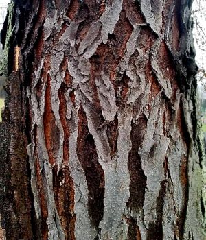 12/14 Bark Patterns - Moisture