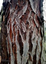 12/14 Bark Patterns - Moisture