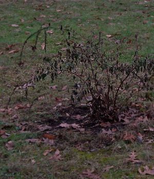 1/1 Frozen Butterfly Bush - Just the Way I Feel Today