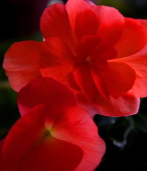 1/19 Begonia To Brighten a Cold Snowy Day