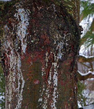 Site of Old Wounds on Pine Tree