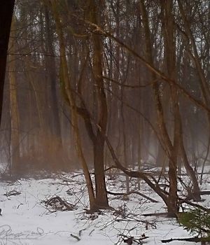 2/4 Foggy In Woods