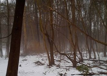 2/4 Foggy In Woods