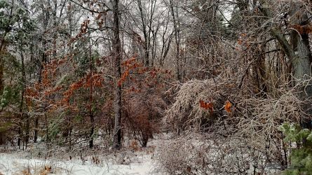 2/12 Freezing Rain Aftermath