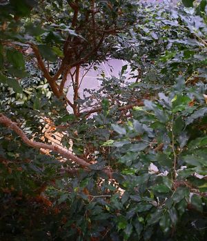 2/15 Ah-Green Forest--Where Is It?