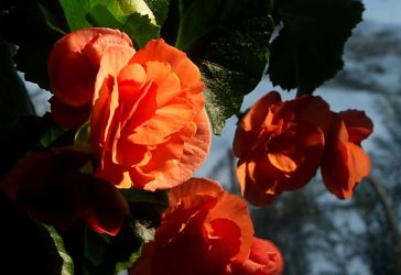 2/21 More Begonias