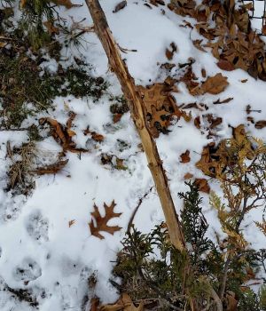 2/26 Deer Damage To Small Cedar Tree