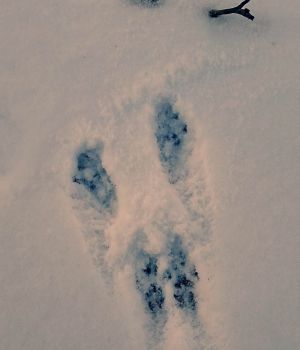 3/5 Squirrel Prints