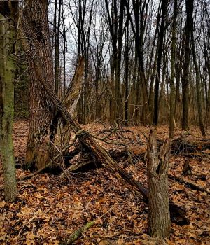 3/13 Snow Finally All Gone in Woods