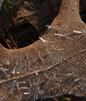 3/12 Ice Crystals on Leaf