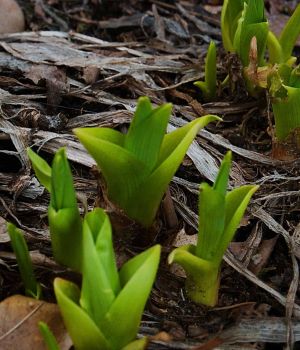 Daylilies Coming Up