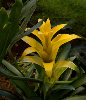 4/3 Bromeliad At BMH