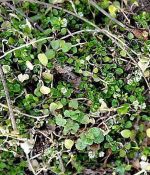 4/5 Trailing Arbutus ??