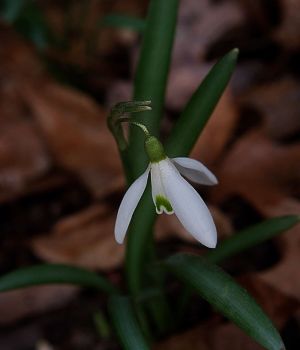 4/7 Snow Drop