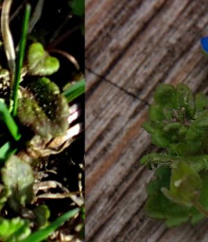 4/8 Trailing Arbutus Panorama