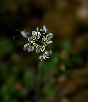 4/9 Small Unknown White Flowers