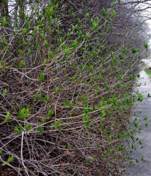 4/11 Honeysuckle Creating Green Haze