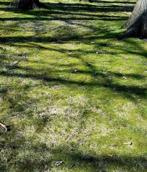 4/12 Pretty Green But Not Grass