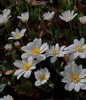 4/16 Bloodroot Flowers