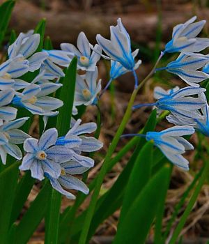 4/19 Scilla