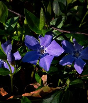 4/22 Vinca Blooming Strongly Now