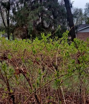 4/29 Cold Wet Dreary Day