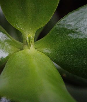 4/30 Delicate New Leaf on a Jade Plant