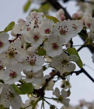 5/2 Ornamental Cherry Blossoms