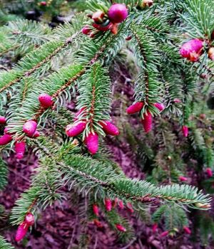 5/6 Spruce Flowers