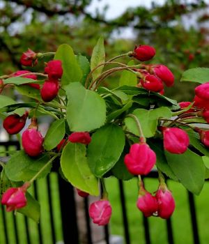 5/7 Ornamental Apple Blossoms