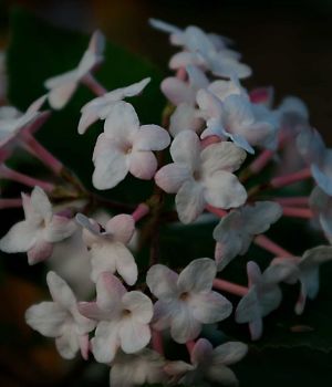 5/8 Viburnum