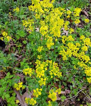 5/9 Yellow Mustard