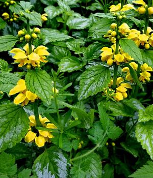 5/12 Lamieum or Yellow Archangel
