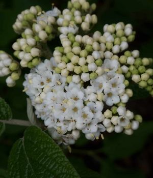 5/13 Another Viburnum Starting to Bloom