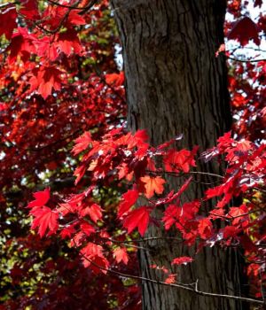 5/14 Red Maple Glowing In Late Afternoon Sun