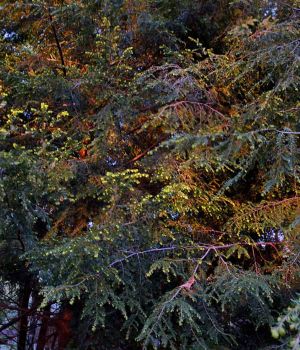 5/18 Setting Sun Patches On Canada Balsam