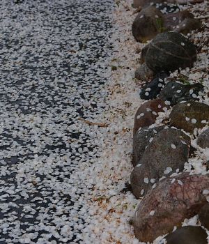 5/19 Petal Fall After Storm