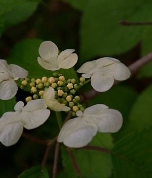 5/22 Viburnum
