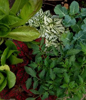 5/28 New Plants from Schurings