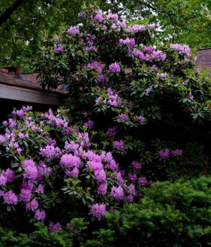 6/1 Our Rhody This Year